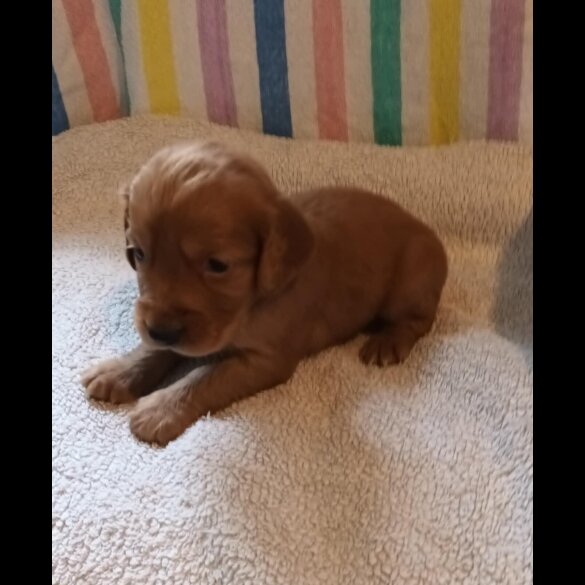 Working Cocker Spaniel