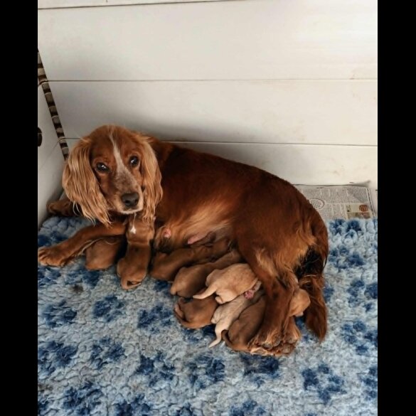 Working Cocker Spaniel