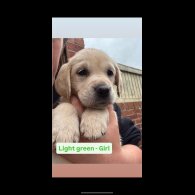 Golden Retriever - Both