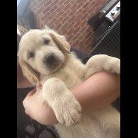 Golden Retriever - Both