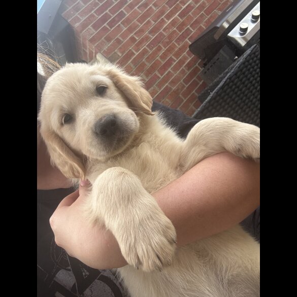 Golden Retriever - Both