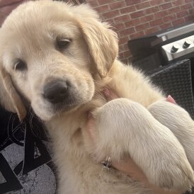 Golden Retriever - Both