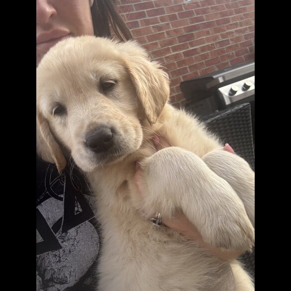 Golden Retriever - Both