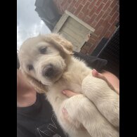 Golden Retriever - Both