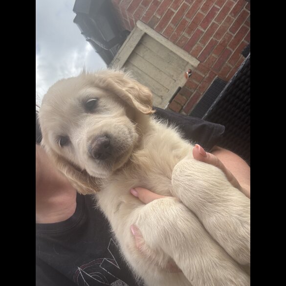 Golden Retriever - Both