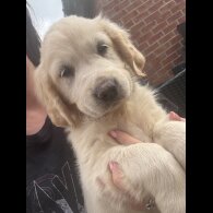 Golden Retriever - Both