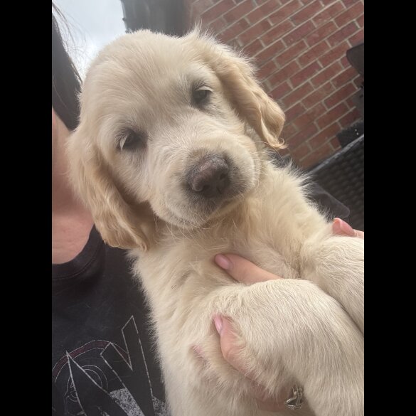 Golden Retriever - Both