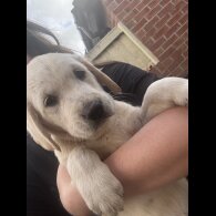 Golden Retriever - Both