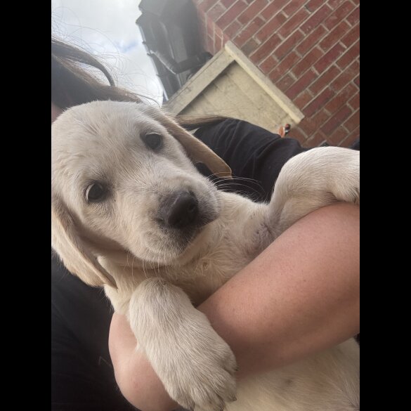 Golden Retriever - Both