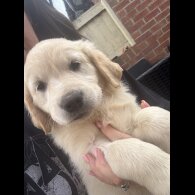 Golden Retriever - Both