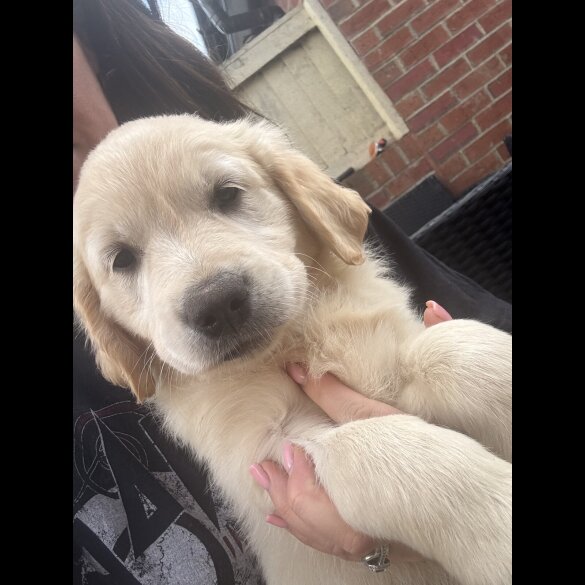 Golden Retriever - Both