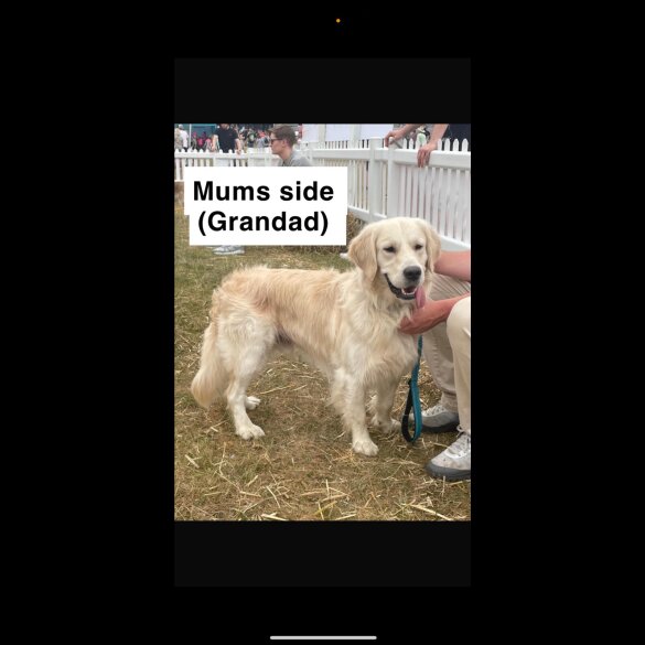 Golden Retriever
