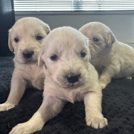 Golden Retriever