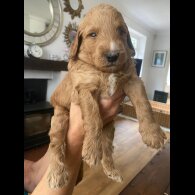Goldendoodle