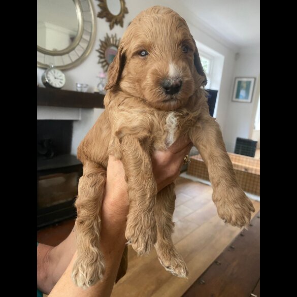 Goldendoodle
