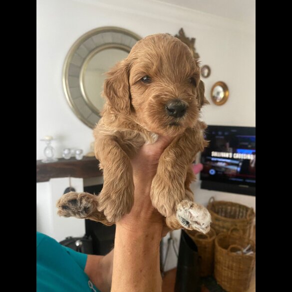 Goldendoodle