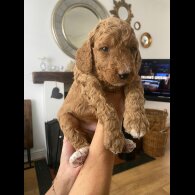 Goldendoodle