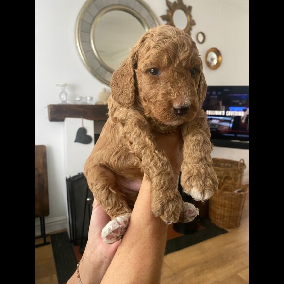 Goldendoodle