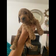 Goldendoodle