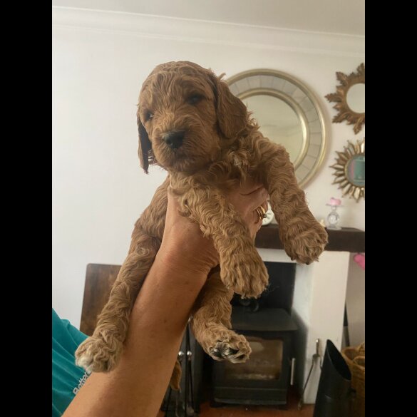Goldendoodle