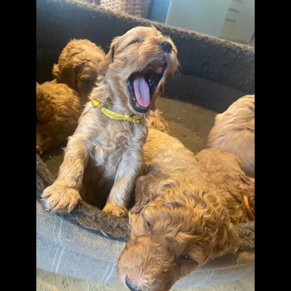 Goldendoodle