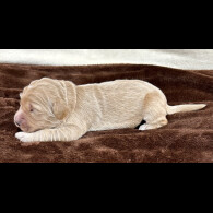 Goldendoodle