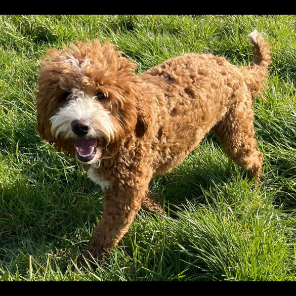 Goldendoodle