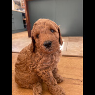 Goldendoodle