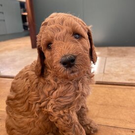 Goldendoodle