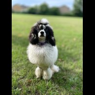 Cavapoo