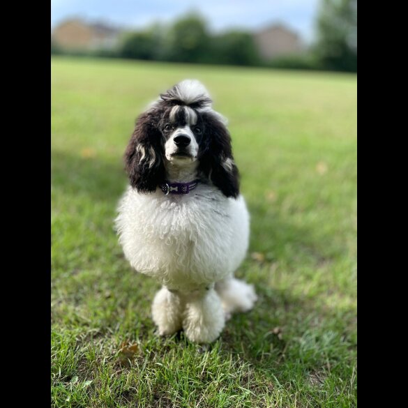 Cavapoo