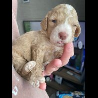 Cavapoo