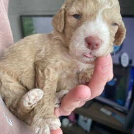 Cavapoo