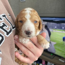 Cavapoo