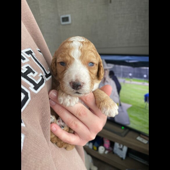 Cavapoo