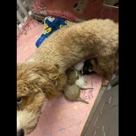 Cavapoo