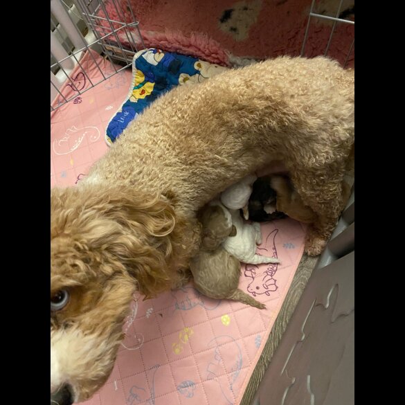 Cavapoo