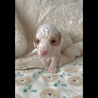 Cavapoo