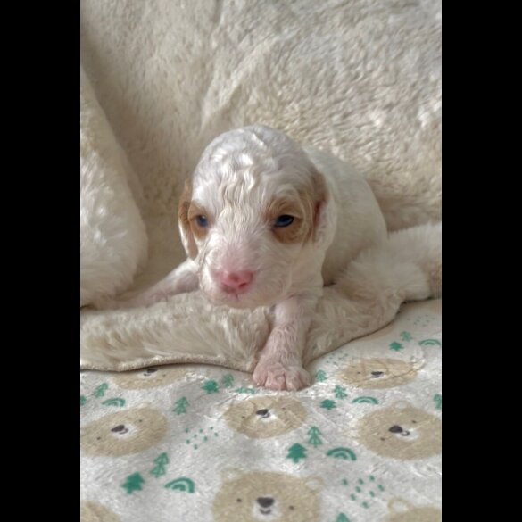 Cavapoo
