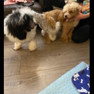 Cavapoo