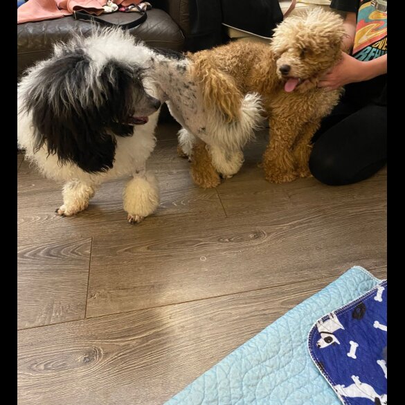 Cavapoo