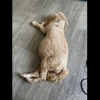 Cavapoo