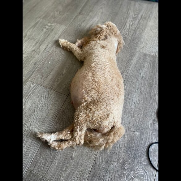 Cavapoo