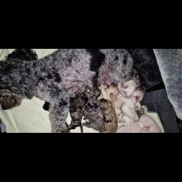 Cavachon