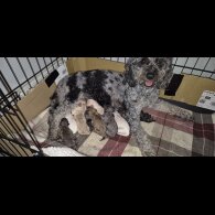 Cavachon