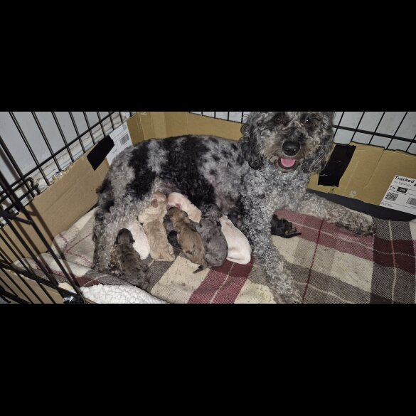 Cavachon