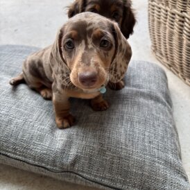 Dachshund (Smooth Haired)