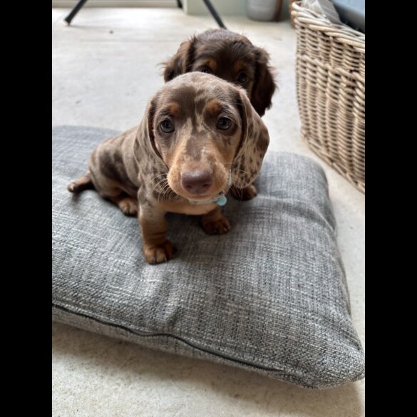 Dachshund (Smooth Haired)