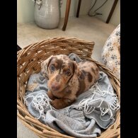 Dachshund (Smooth Haired)