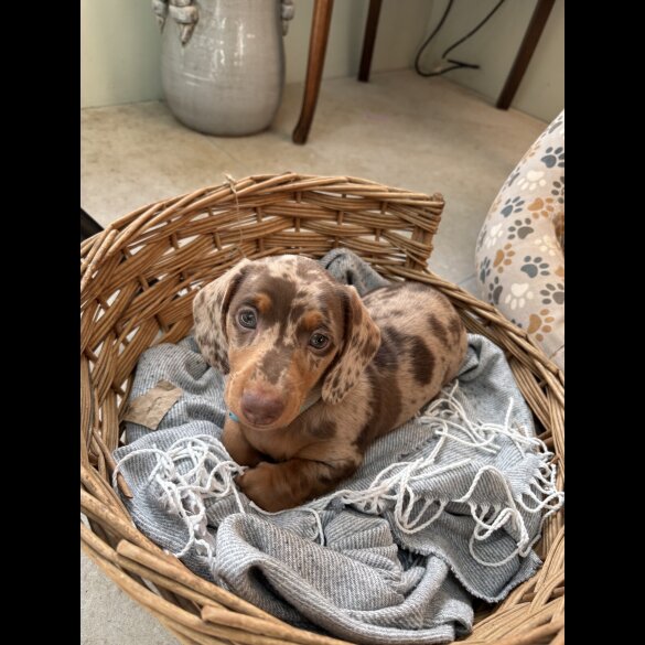 Dachshund (Smooth Haired)
